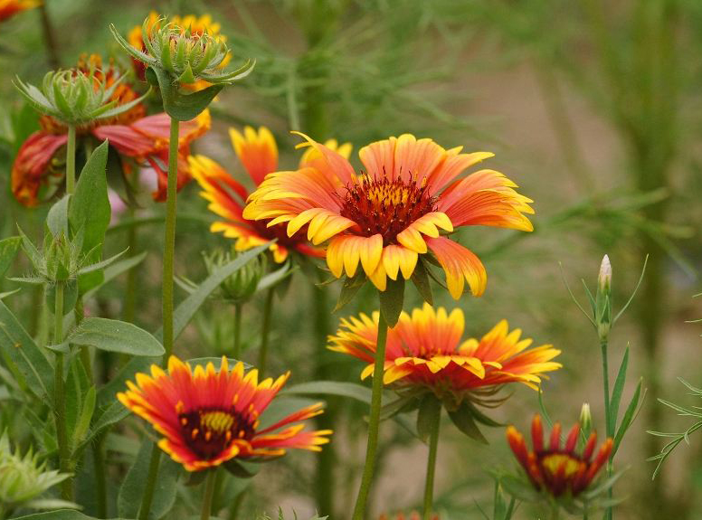 四川宿根天人菊種子 四川宿根天人菊種子