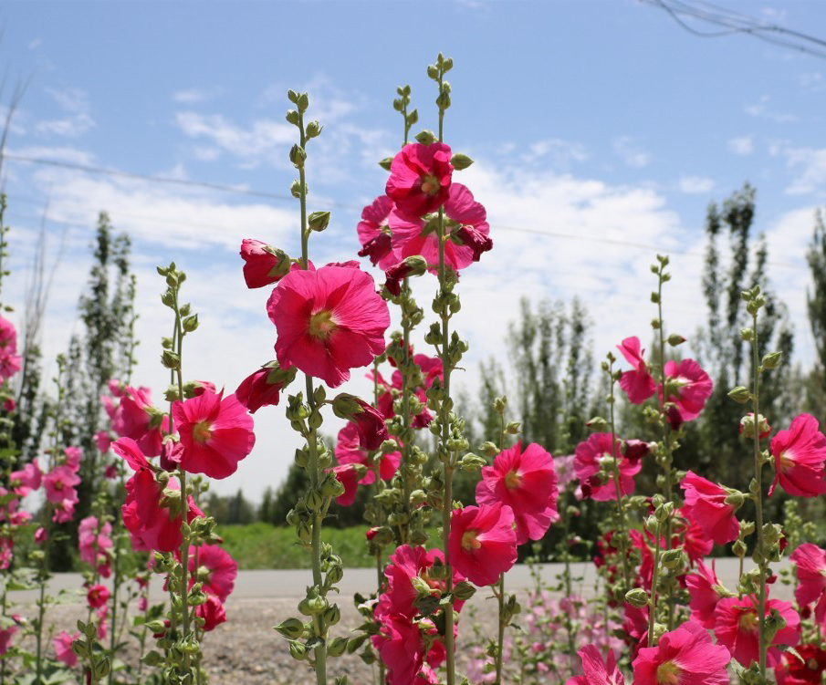 四川蜀葵種子批發 四川蜀葵種子批發