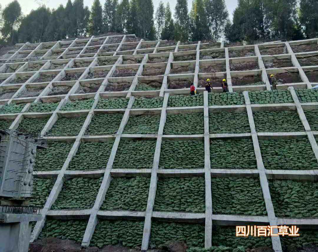 植生袋應(yīng)用 植生袋應(yīng)用